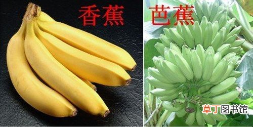 【香蕉】芭蕉和香蕉有什么区别？