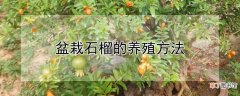【石榴】盆栽石榴的养殖方法