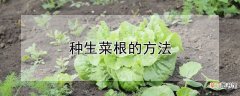 【方法】种生菜根的方法