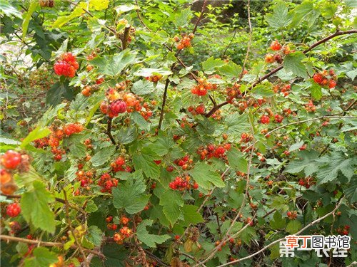 【栽培】山莓怎么种？山莓种植方法，山莓栽培种植技术