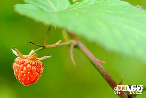 【栽培】山莓怎么种？山莓种植方法，山莓栽培种植技术