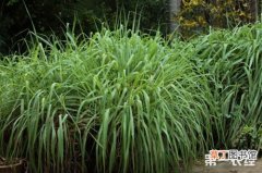 【植物】香茅植物简介，香茅种植栽培技术
