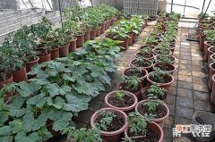 【蔬菜】盆栽蔬菜怎么种？盆栽蔬菜种植技术