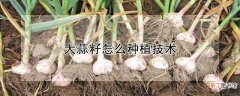 【种植】大蒜籽怎么种植技术