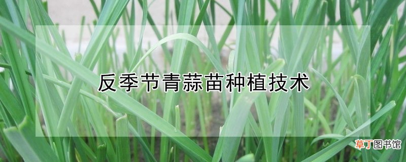 【种植】反季节青蒜苗种植技术