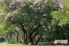 【植物】紫丁香植物资料介绍