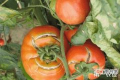 【种植】番茄种植：如何防治番茄裂果？