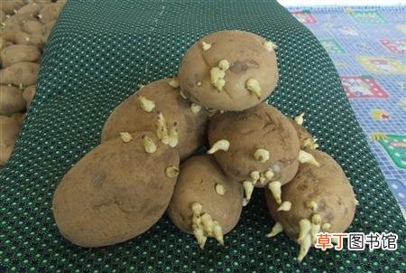 【马铃薯】马铃薯种薯如何进行切块和催芽？