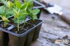 【种植】豌豆种植：豌豆栽培技术要点介绍
