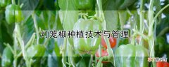 【种植】灯笼椒种植技术与管理