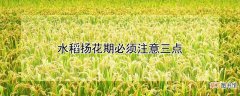 【花】水稻扬花期必须注意三点