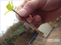 【树】石榴树怎么育苗？石榴树扦插育苗方法