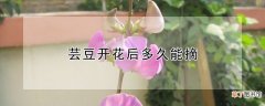 【花】芸豆开花后多久能摘