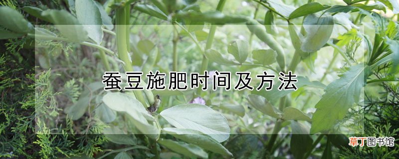 【方法】蚕豆施肥时间及方法