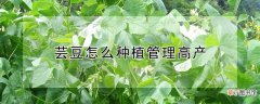 【高产】芸豆怎么种植管理高产