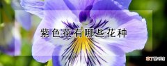 【花】紫色花有哪些花种