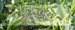 【种植方法】蚕豆怎么种植方法