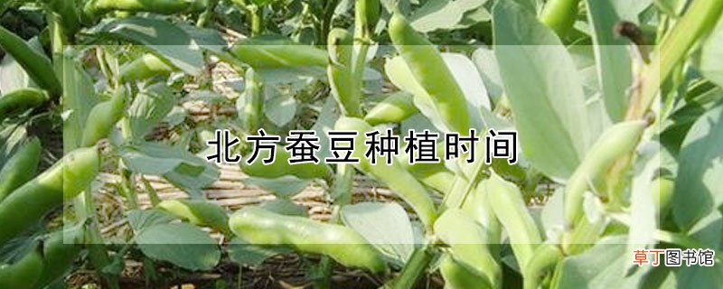 【种植】北方蚕豆种植时间