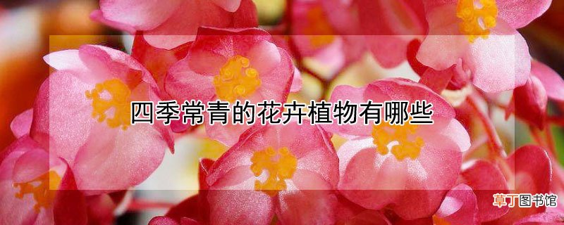 【花】四季常青的花卉植物有哪些