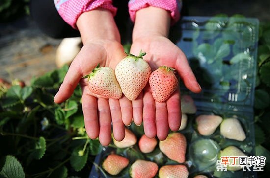 【种植方法】小白草莓的种植方法