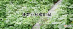 【种植】地芸豆种植时间