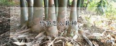 【花卉大全】竹笋怎么栽种