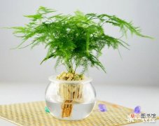 【水培】文竹可以水培吗？文竹水培方法有哪些？