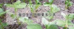 【多】蚕豆生长周期要多少天