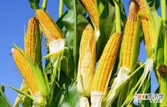 【高产】玉米如何追肥才能高产？