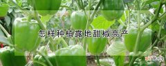 【高产】怎样种植露地甜椒高产