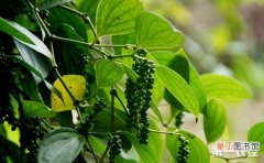 【种植】胡椒有什么功效作用？胡椒的种植技术