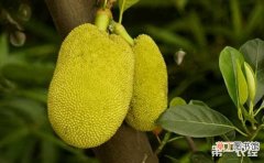 【营养】菠萝蜜有什么营养价值？菠萝蜜的种植技术