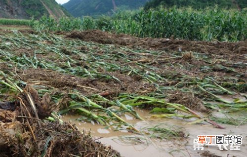 【玉米】暴风雨后玉米淹水怎么办？多雨季节玉米淹水处理措施