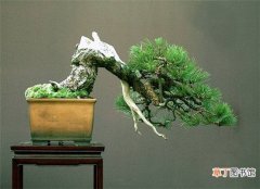 【盆景】日本盆栽大师木村正彦的世界顶级盆景欣赏