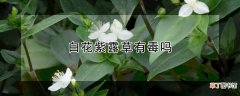 【花】白花紫露草有毒吗