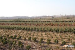 招远高家庄子村：发展苗木产业，绿化增收两相宜
