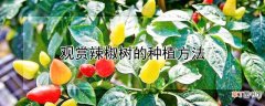 【树】观赏辣椒树的种植方法