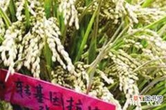 【水稻】杂交水稻和转基因水稻有什么区别？