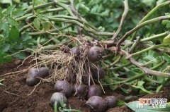 【种植】黑土豆怎么种？黑美人土豆种植技术