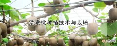 【桃】猕猴桃种植技术与栽培