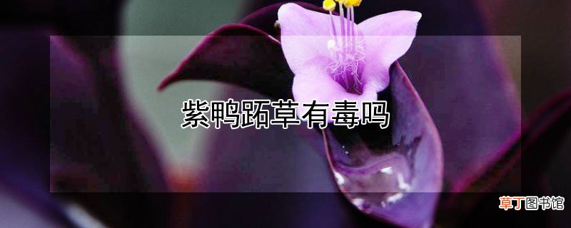 【有毒】紫鸭跖草有毒吗