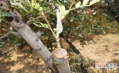 【树】花椒树种植：花椒树种植的嫁接技术
