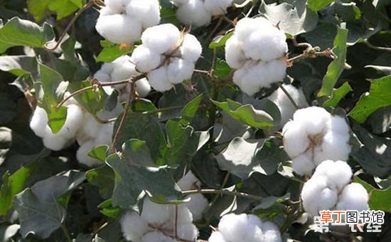 【种植】棉花种植：棉花种植的苗期管理技术