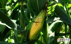 【种植】甜玉米种植：甜玉米播种期的管理技术要点