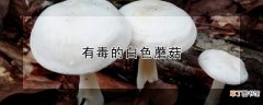 【白色】有毒的白色蘑菇