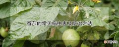 【常见】番茄的常见病虫害及防治方法