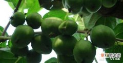 【种植】软枣猕猴桃怎么种植？软枣猕猴桃种植技术