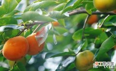 【柿子树】柿子有什么功效作用？柿子树的种植技术