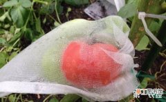 【种植】番茄种植：番茄的套袋技术和套袋注意事项