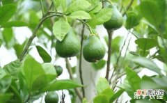 【树】柚子树种植：柚子树种植的促花保果技术